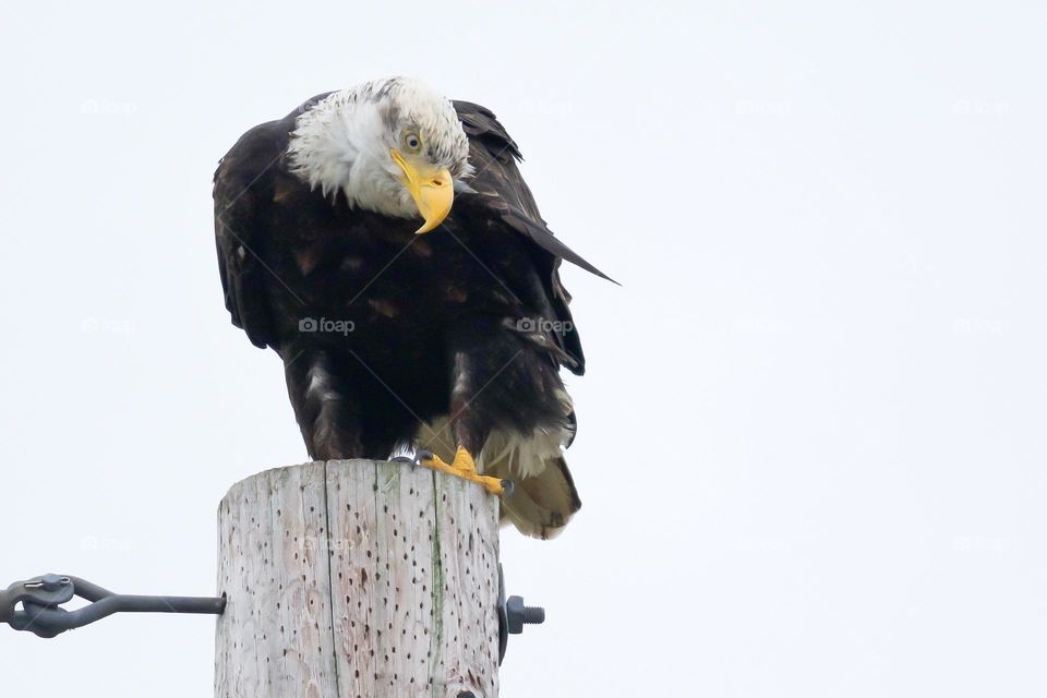 Bald eagles gazing down from a pole