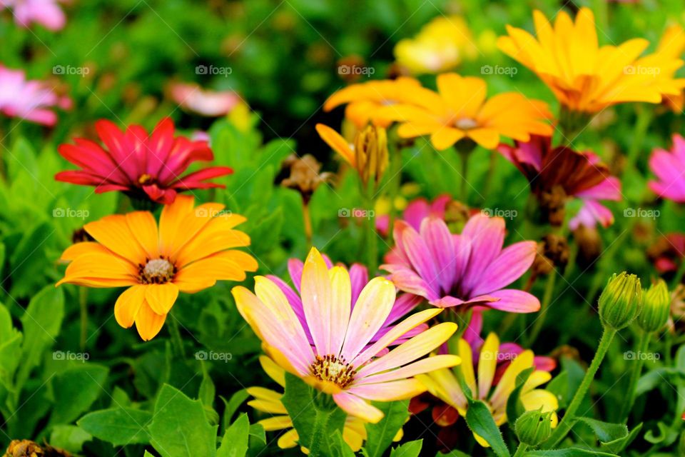 colourful flowers