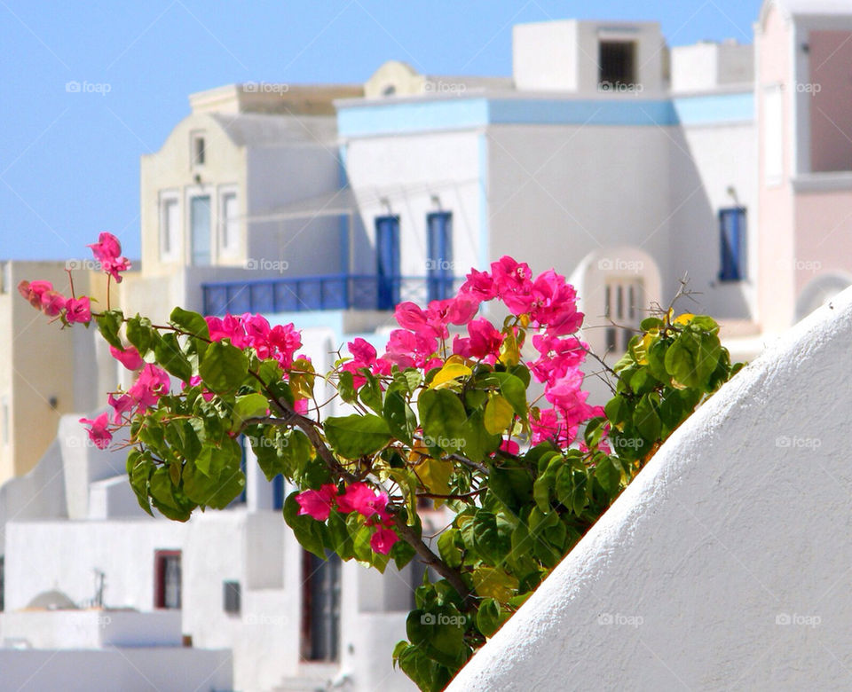 Bougainvillea in Ia, Santorini