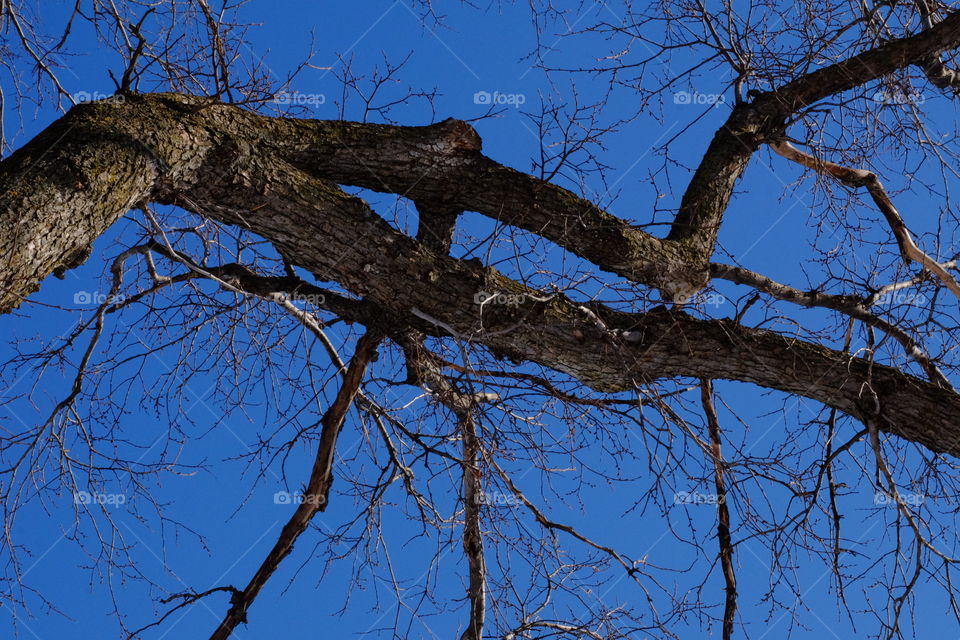 The kind of blue sky in the winter