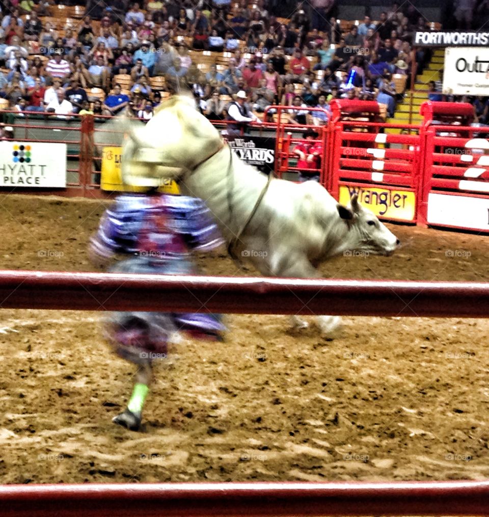 Want a turn?. Bull bucking off a rider