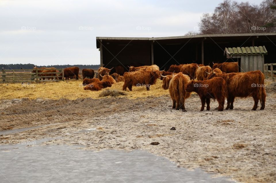 Longhaired cows