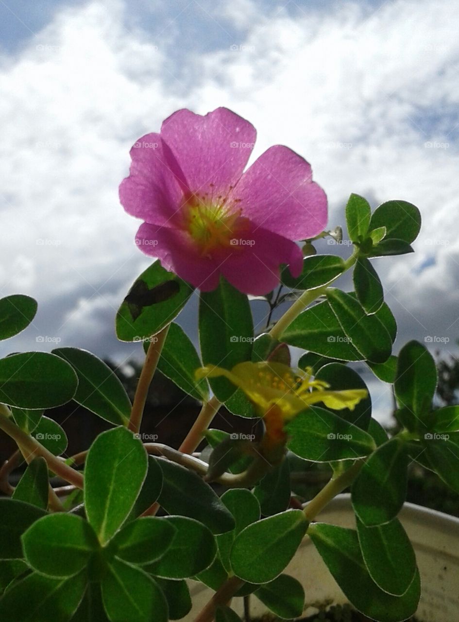 Nature, Flora, Flower, Leaf, Summer
