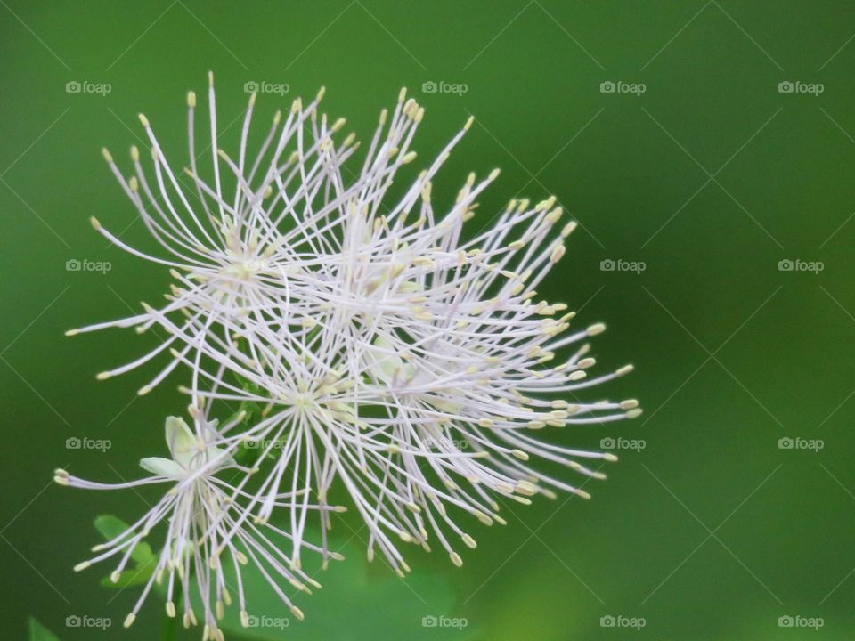 white flowers pollen blur nature flora