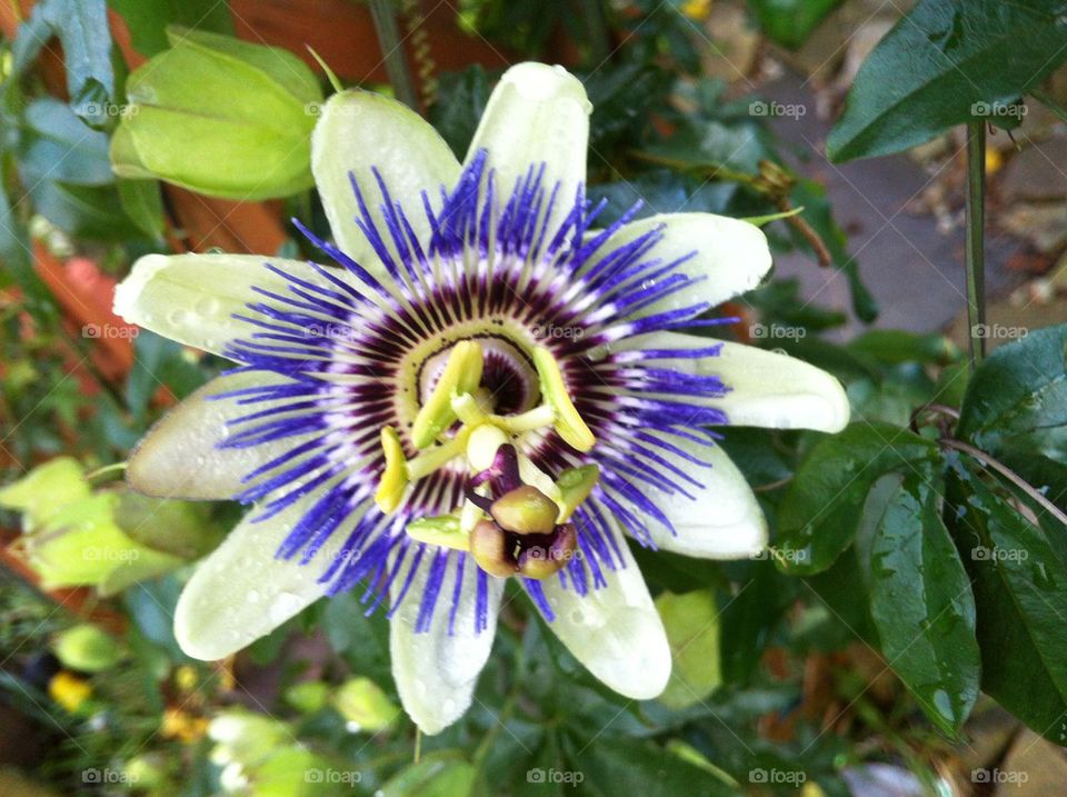 Passion flower