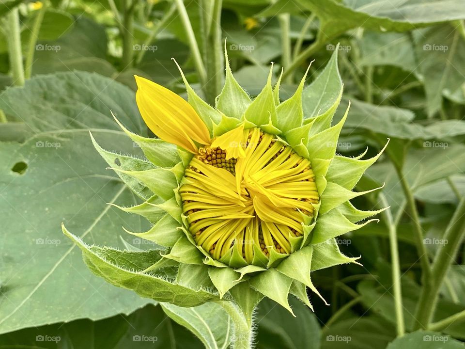 Closed sunflower with single petal outstretched 