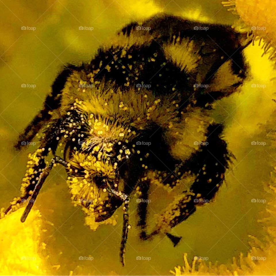 Bumblebee working in a squash flower