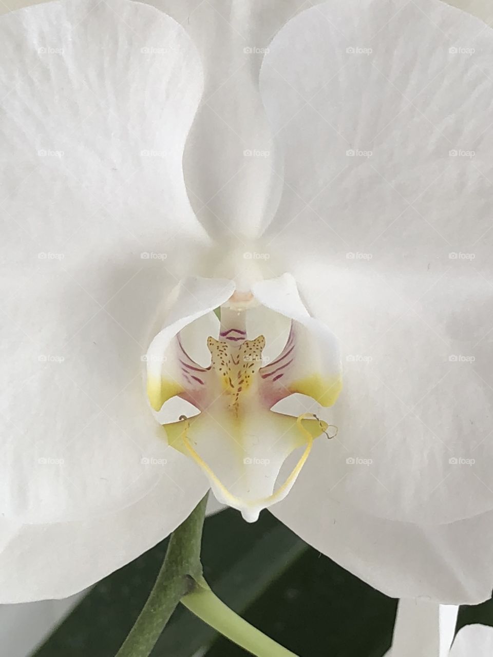 A beautiful white orchid wither hints of yellow, pink, and maroon in the center shown close-up