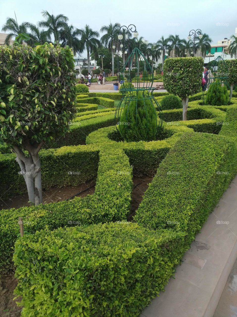 green shurb small size looks very beautiful generally found everywhere seasonal fresh