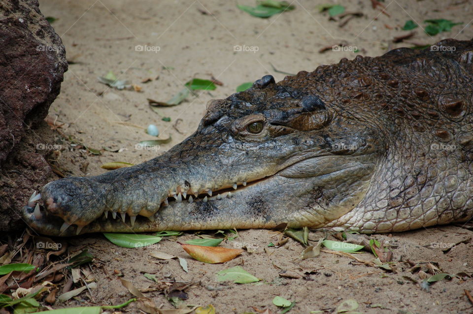 Crocodile waiting for prey