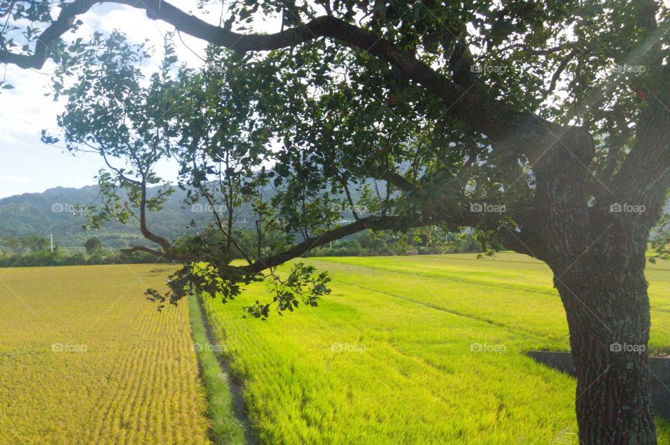 rice fields landscape.