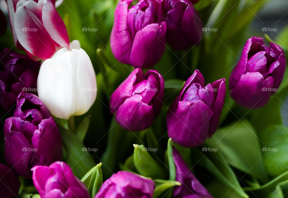 ultra violet tulips