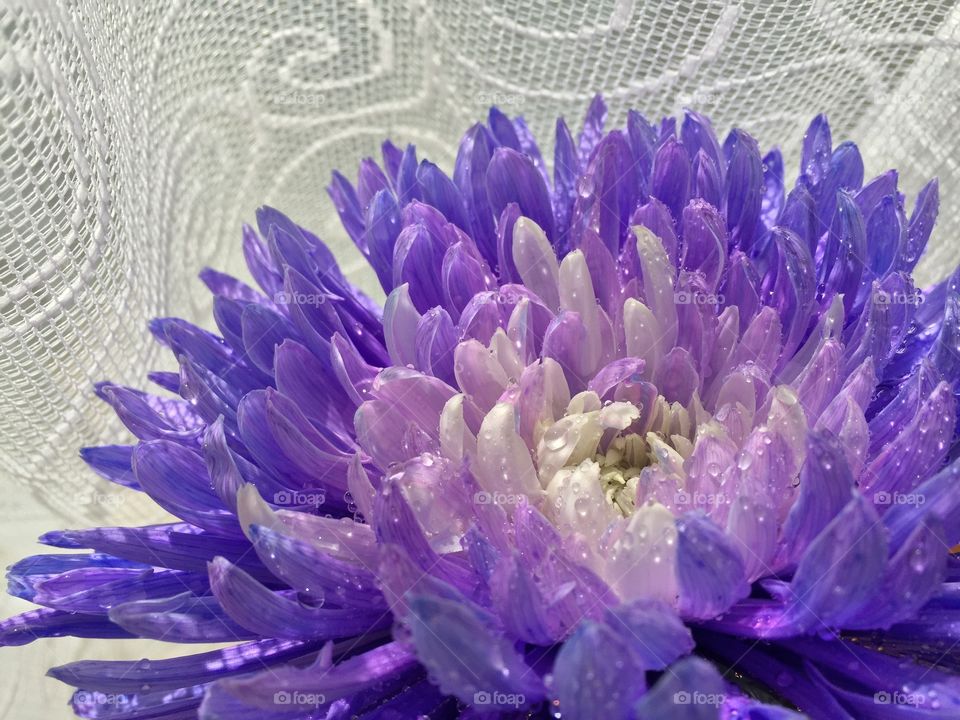 Beautiful purple flower bathed in due basking in the sunlight that filters through lace curtains 
