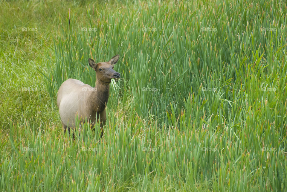 Large elk doe eating grass in the northern grasslands of Yellowstone National Park