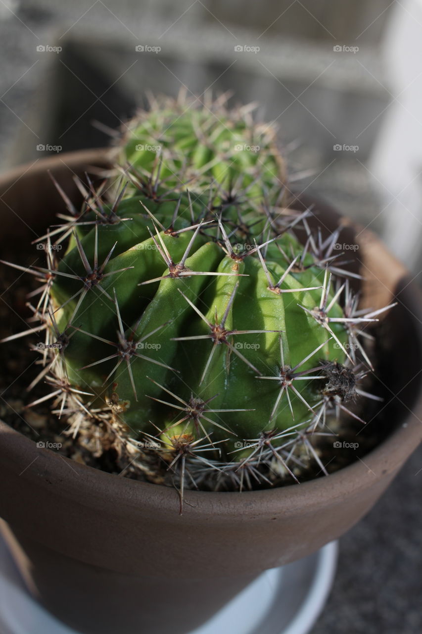 Cactus, Succulent, Spine, Sharp, Desert