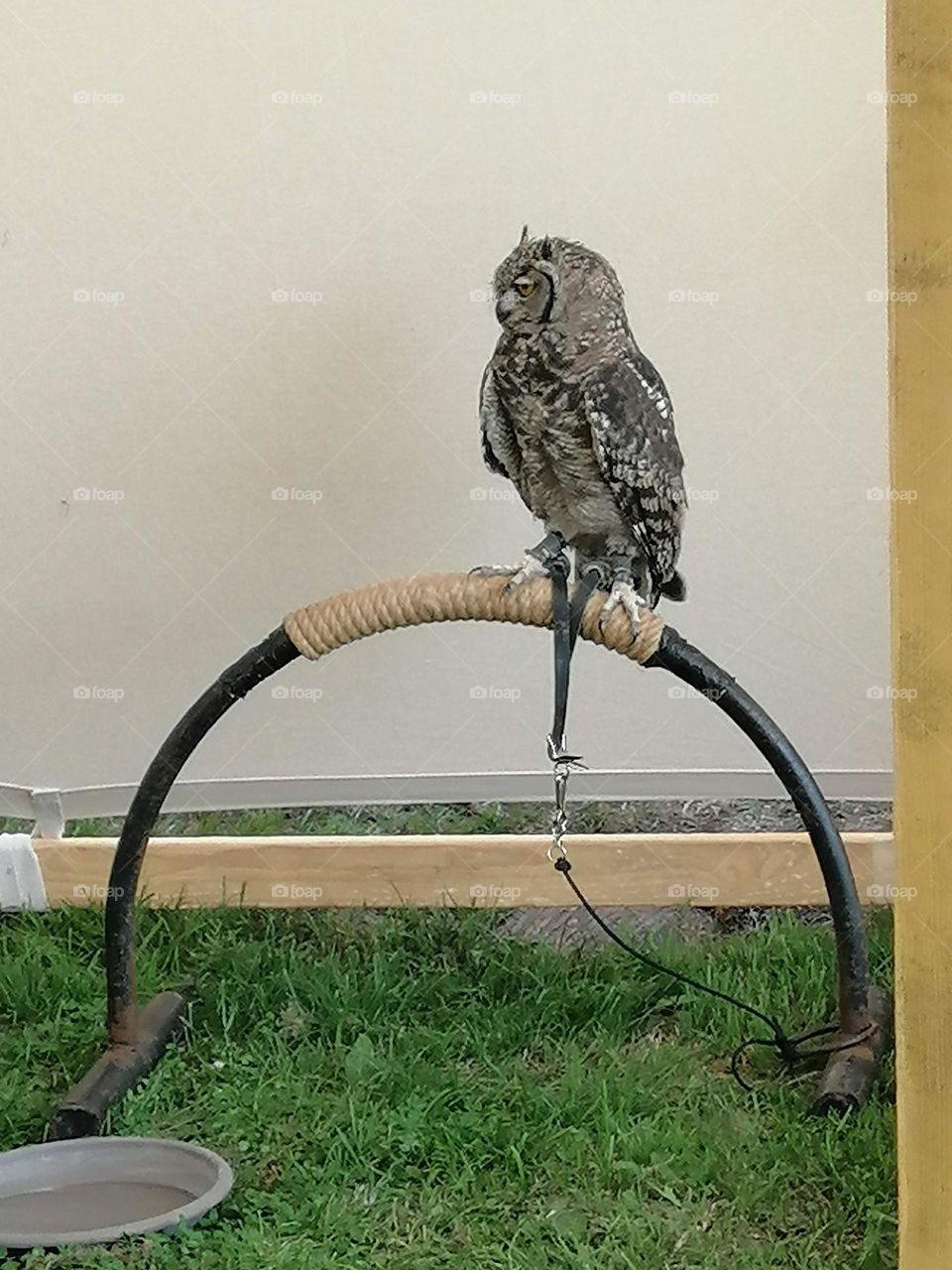 Moyen âge, hiboux , faucons ,