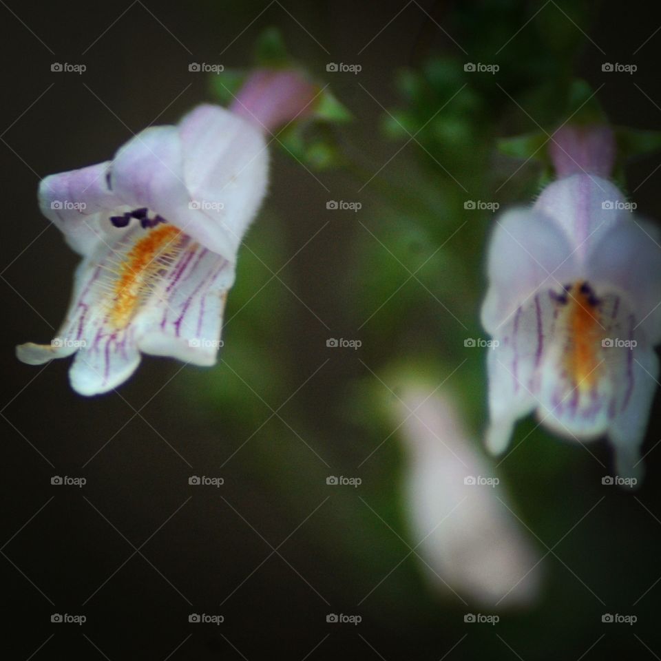 penstemon Oklahomensis