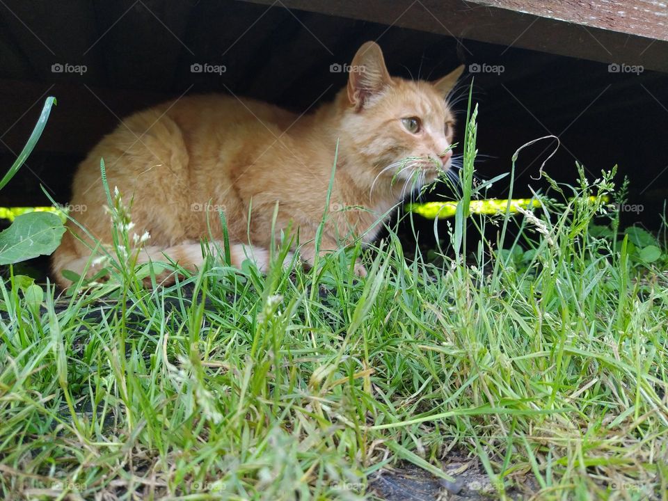 Red yard, not purebred cat in the green grass, in nature.