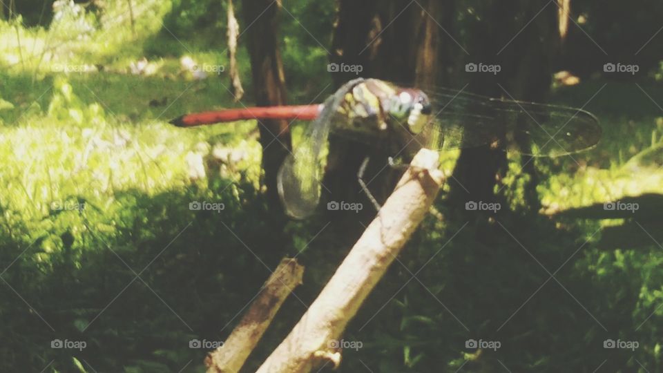 The dragonfly on the tail is red