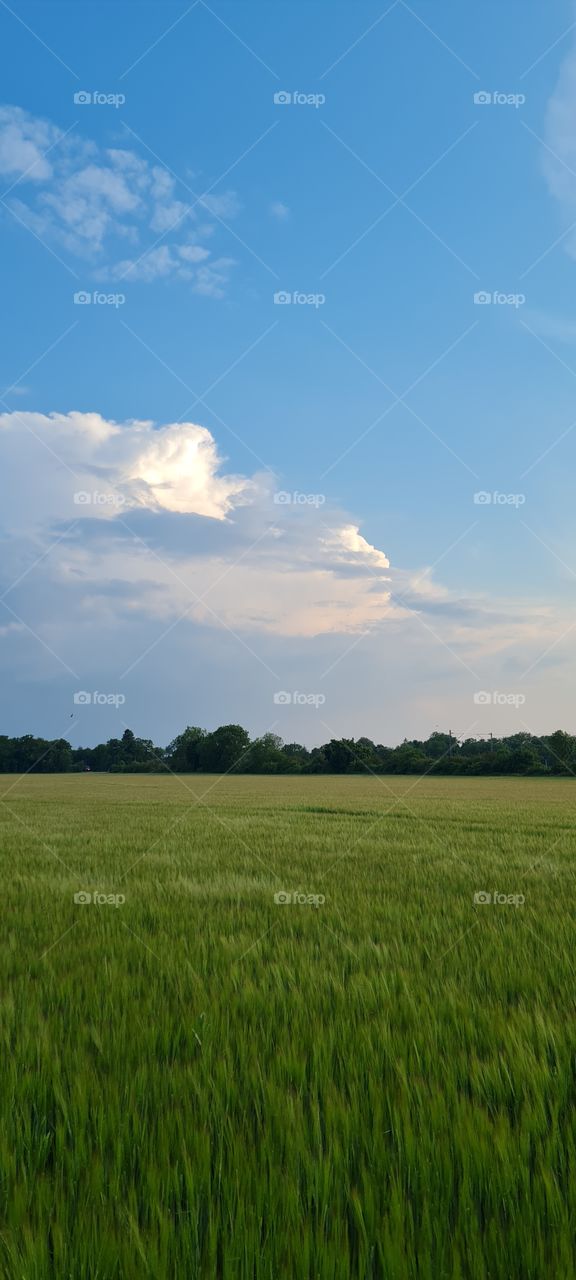 grain field