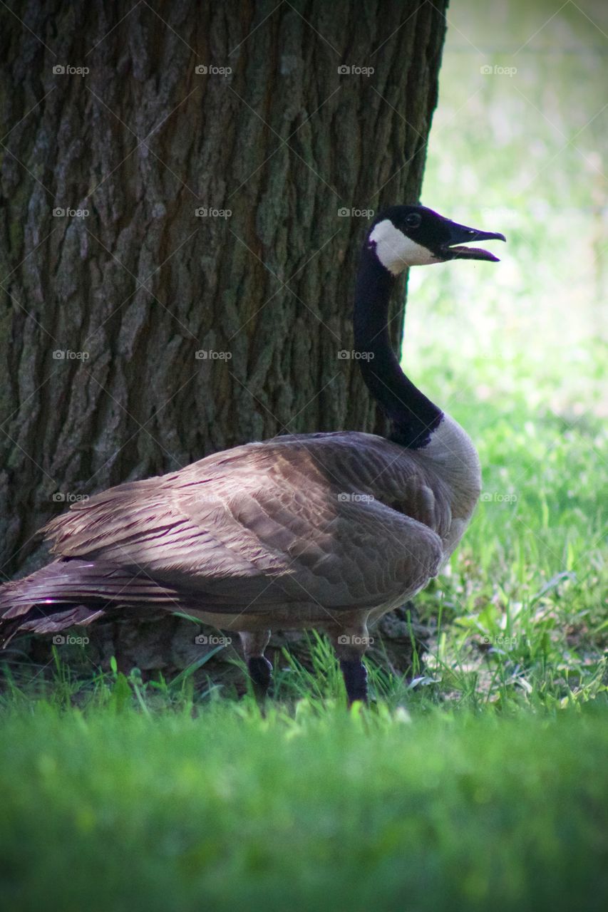 A Canadian goose in the shade of a large tree, enjoying the breeze