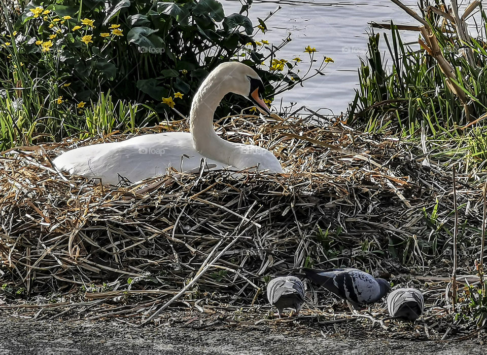 Swans nest in the park