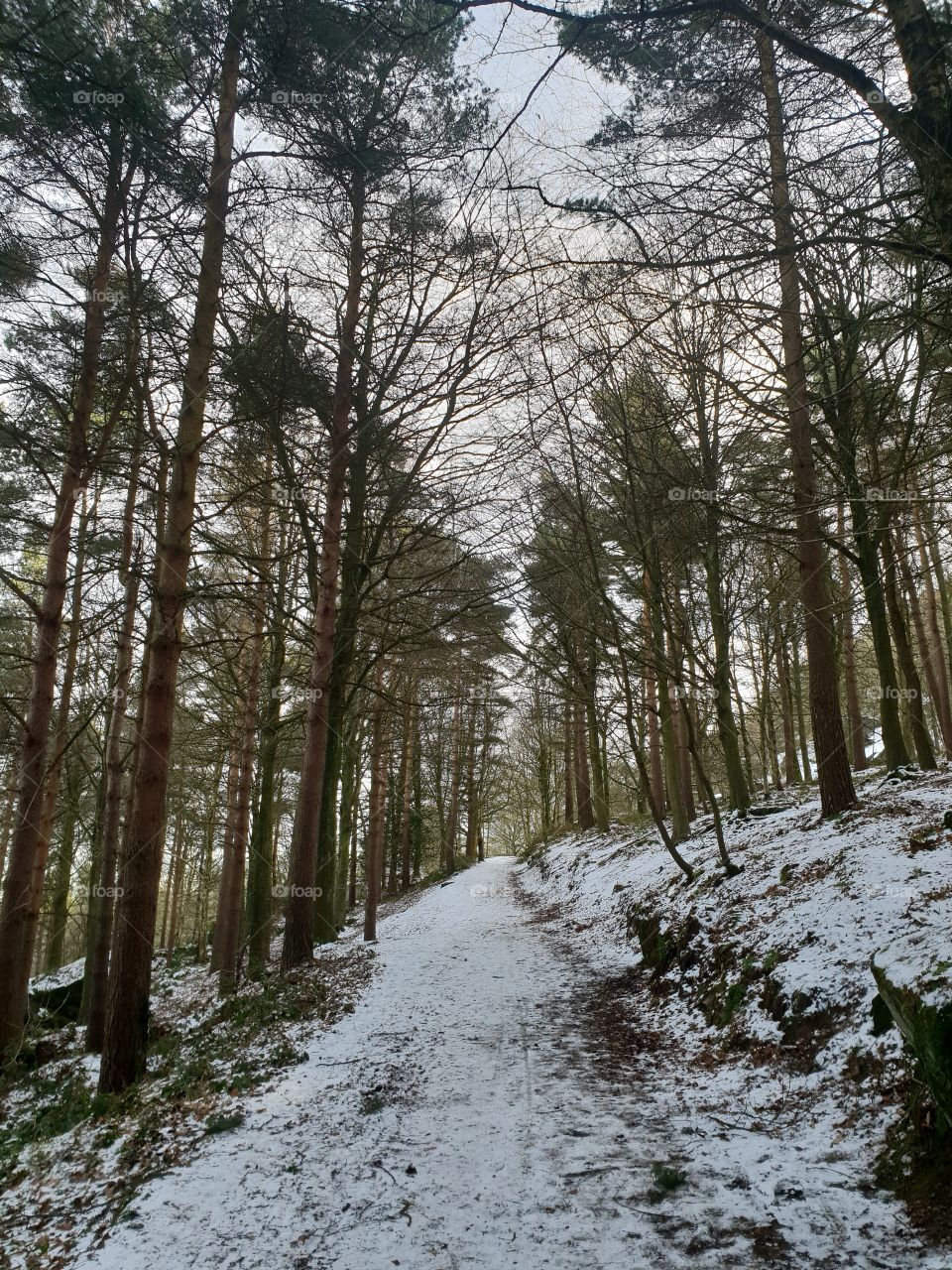 Landscape, Tree, Winter, Snow, Wood