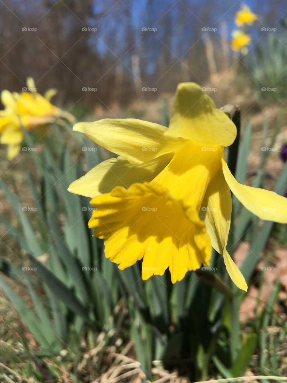 Early Daffodil 