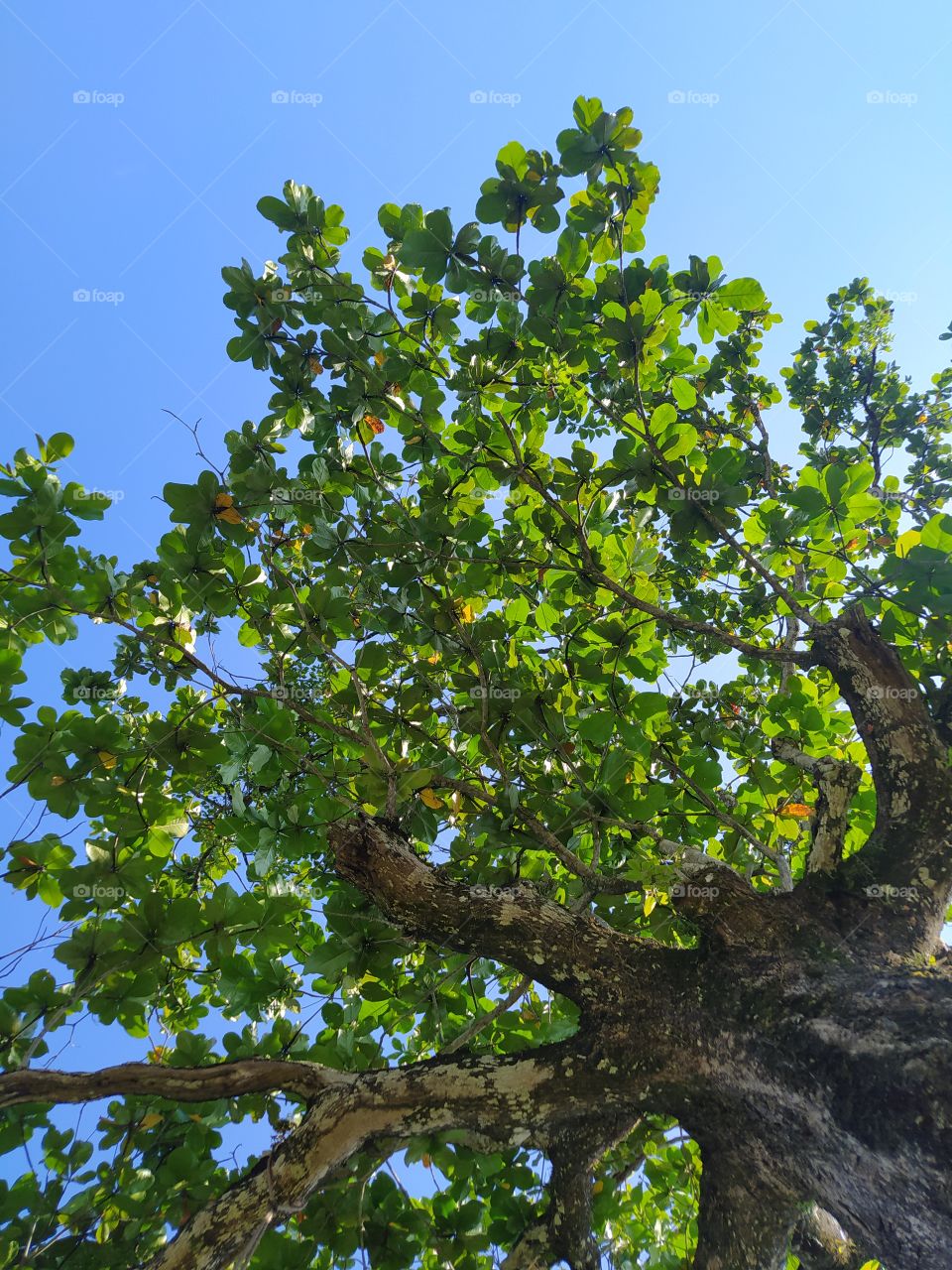 Árvore vista de ângulo baixo em dia de sol.