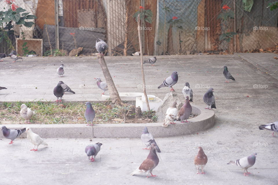 Flock of pigeons 