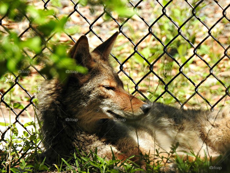 Coyote at Jacksonville Zoo.