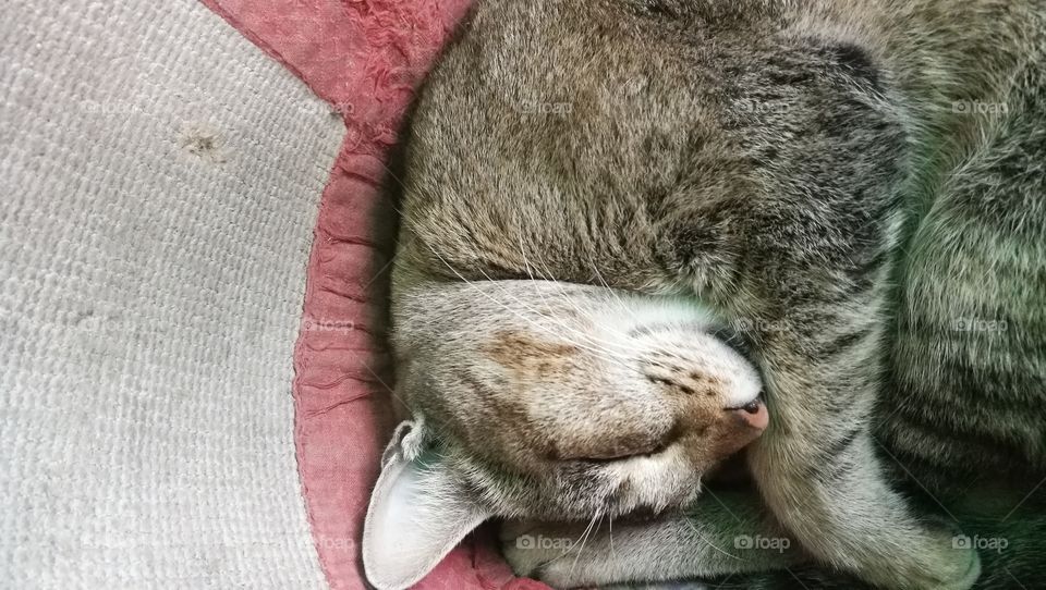 cat sleeping