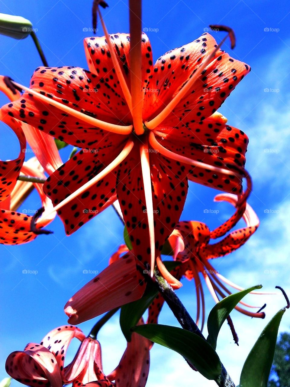 The Highlights of Summer Time