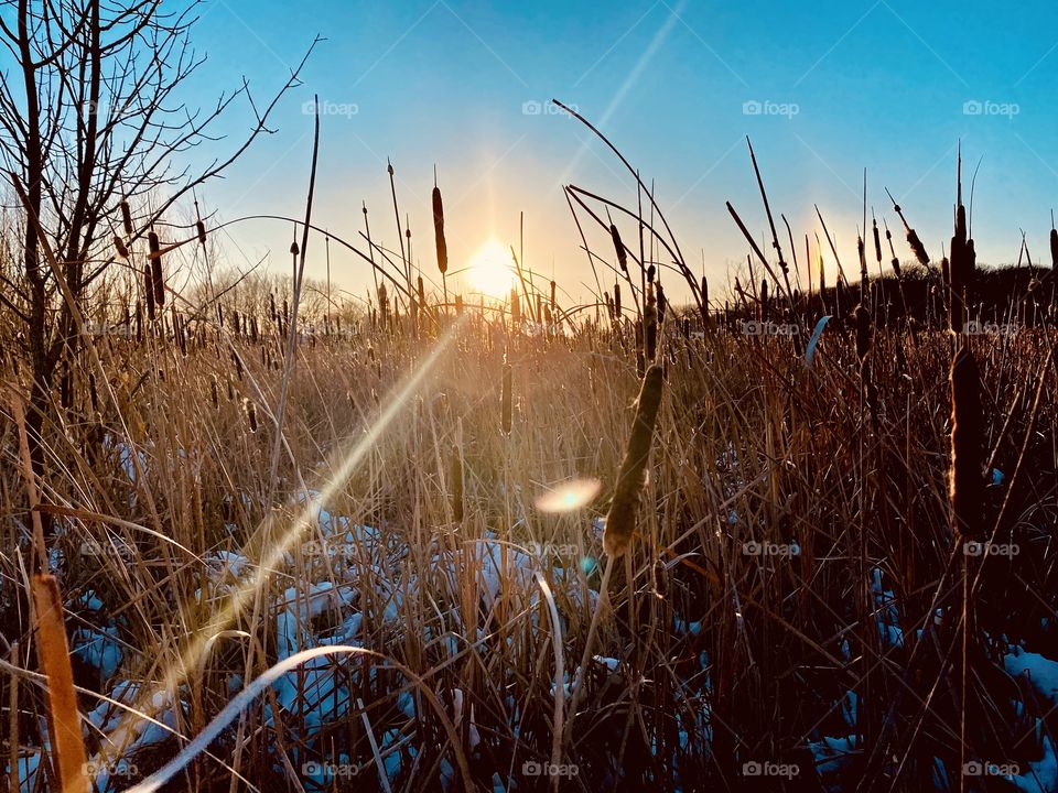 Gorgeous photo of sunset shining through fields of cat tails!! Natural light at its best!! 