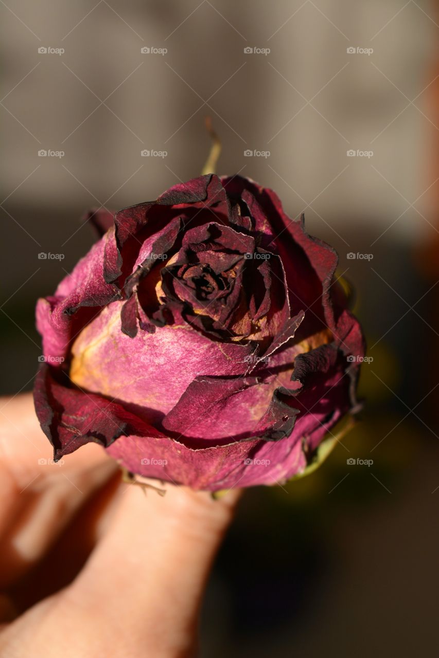 Flower, Wedding, Rose, Love, Nature