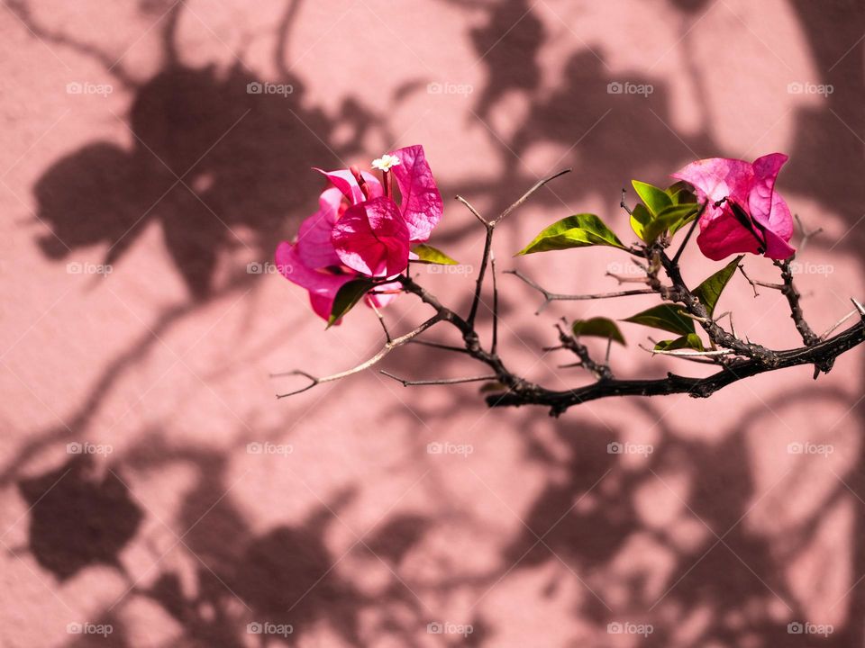 Close-up of bougainvillea flowers in a sunny day