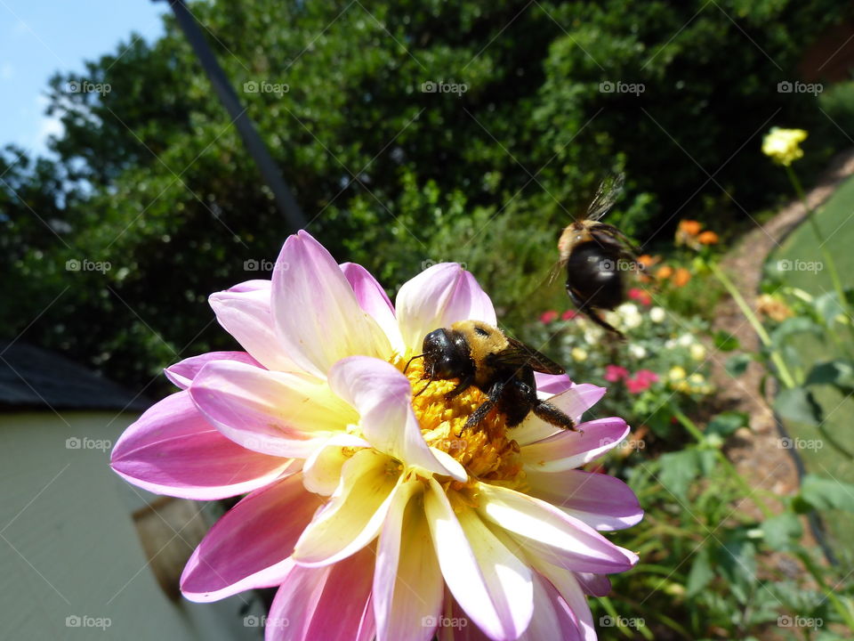 Bees at work.  Busy Bees.  