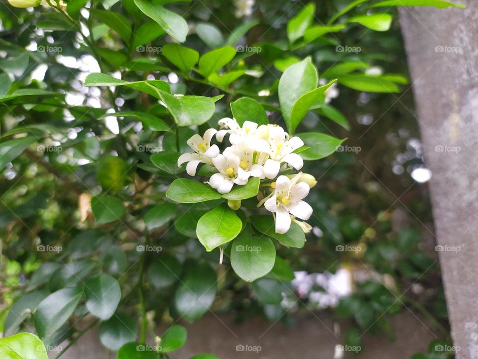 thupa thupa boga ful