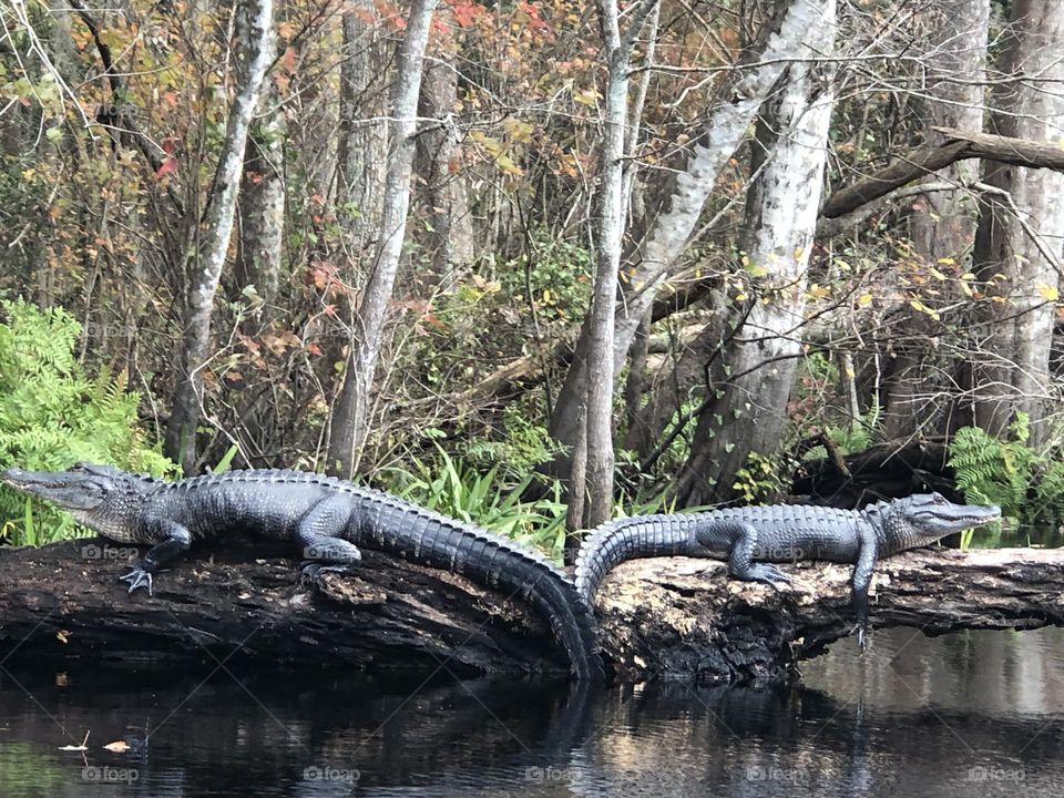 Florida gators