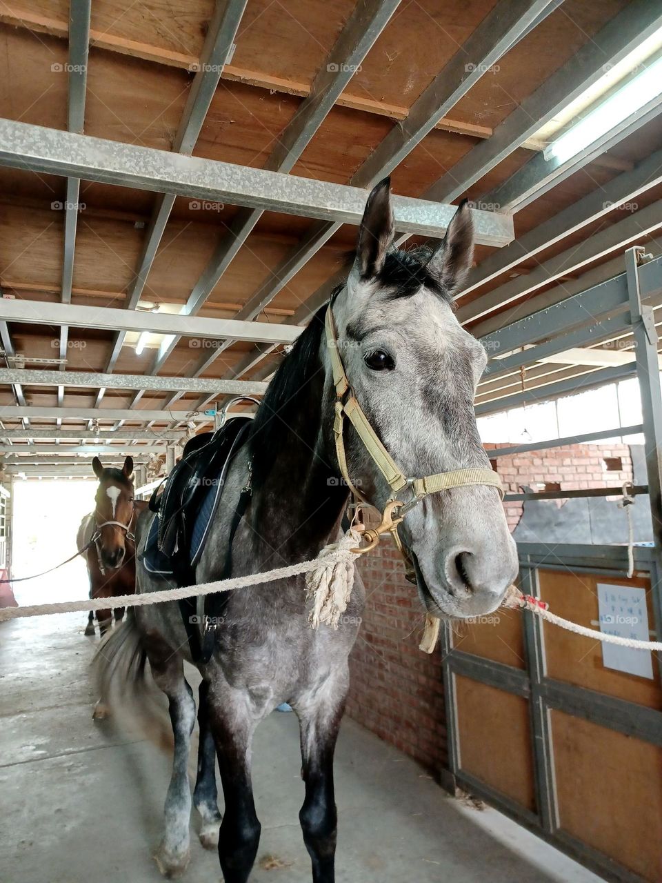 Animals -- Horses standing in the barn