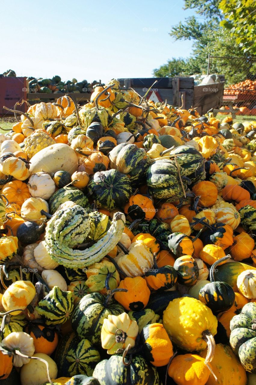 Pumpkins and gourds for sale at pumpkin patch