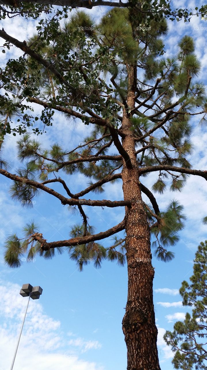 Pine Tree/Blue Sky 