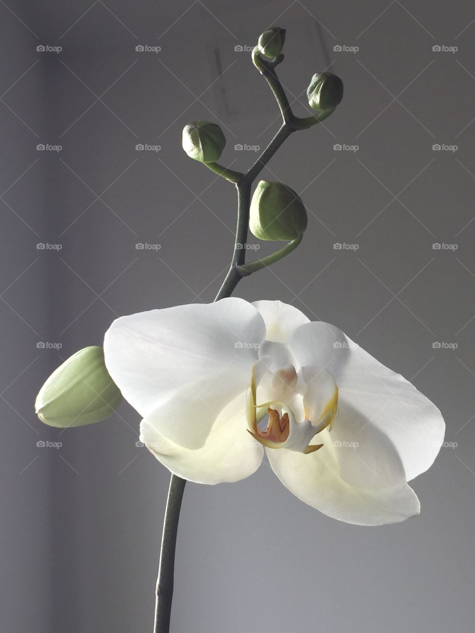 White Phalaenopsis with buds