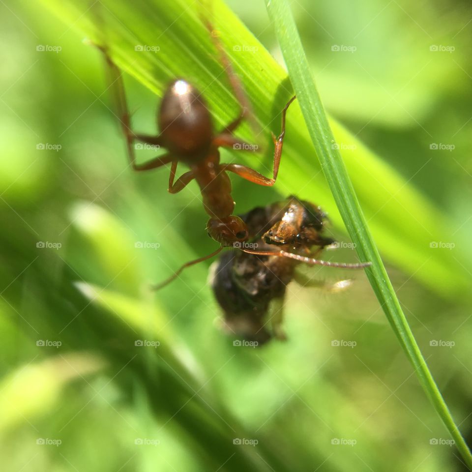 Ant carrying dead insect