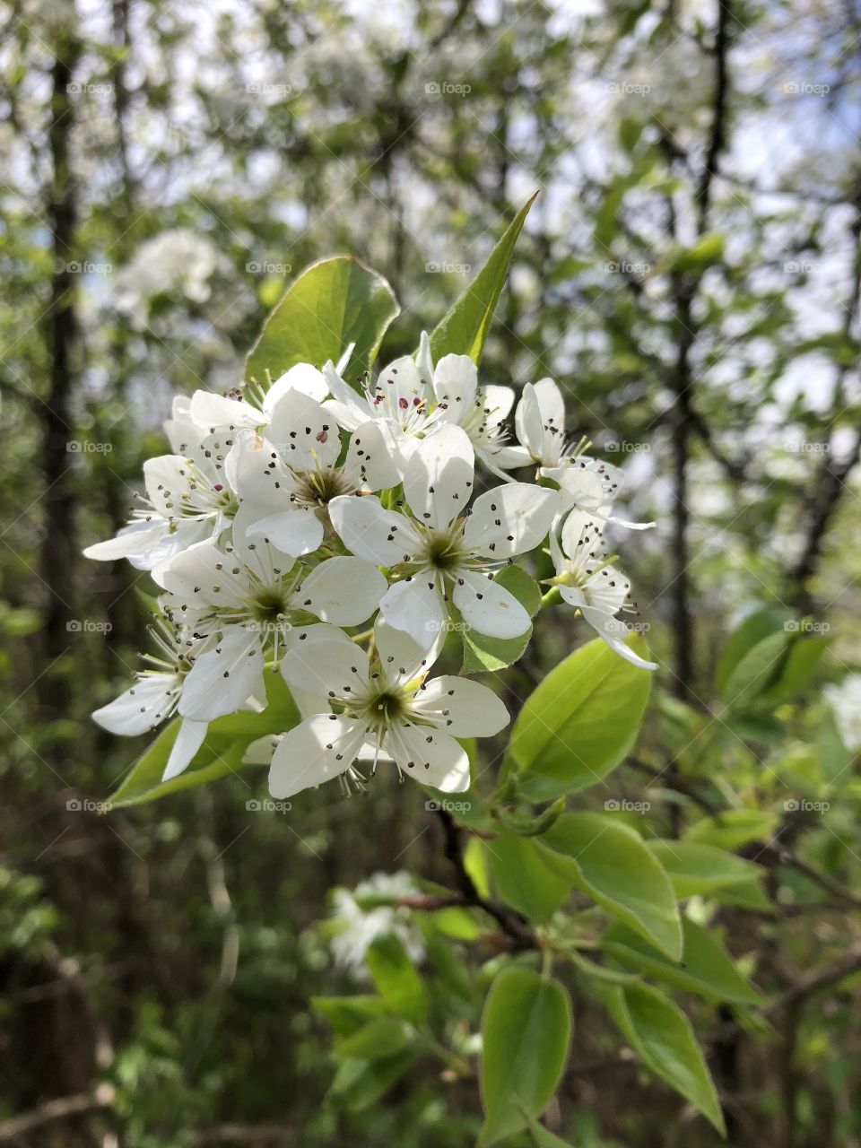 Cherry Blossom Bunch