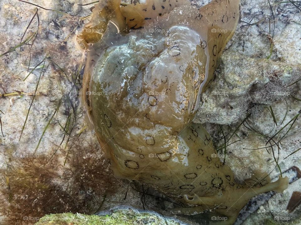 SEA HARE