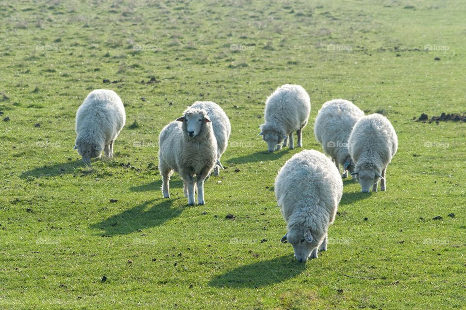 Romney Marsh Sheep grazing in a meadow