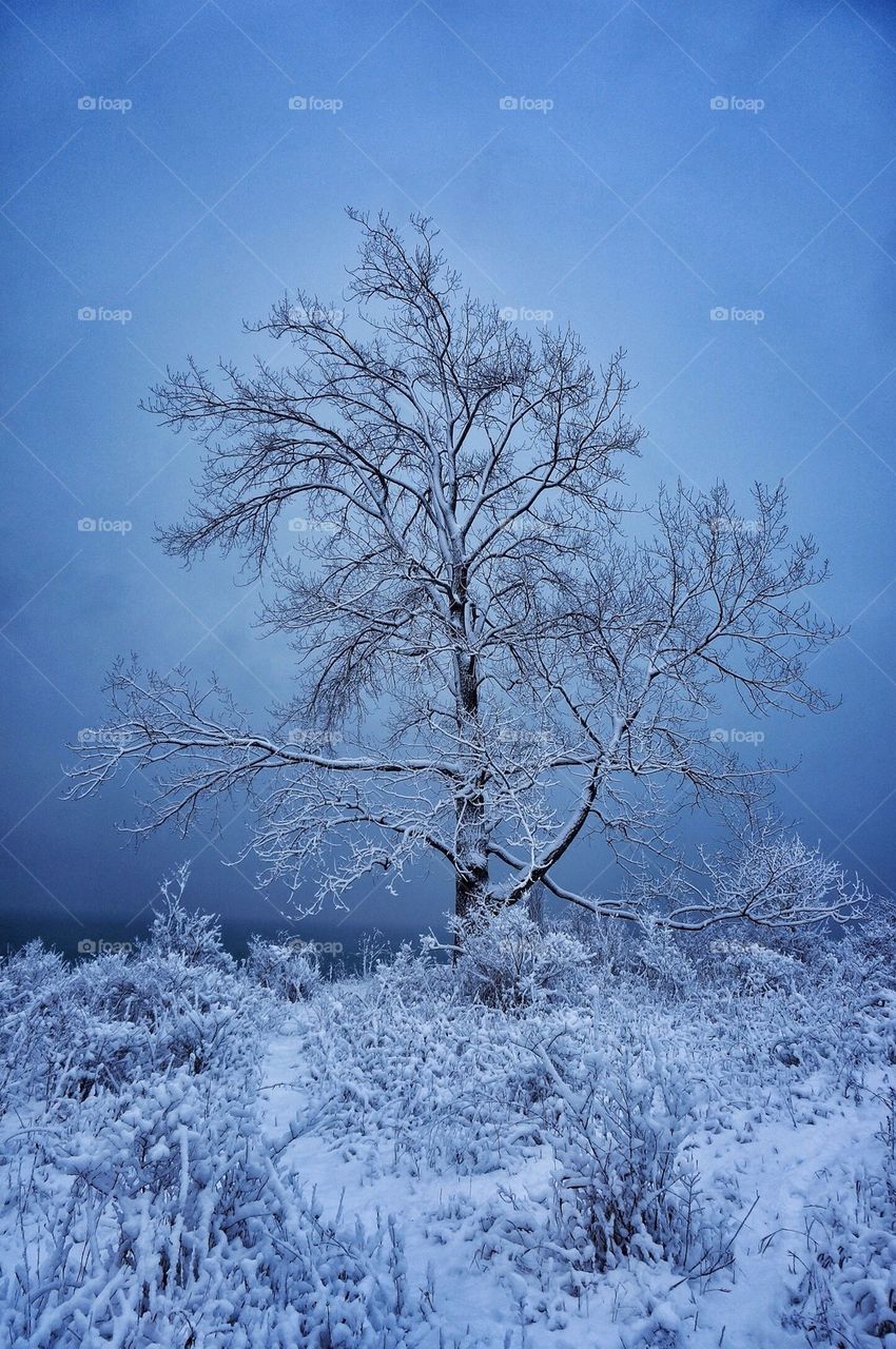 Winter Tree....