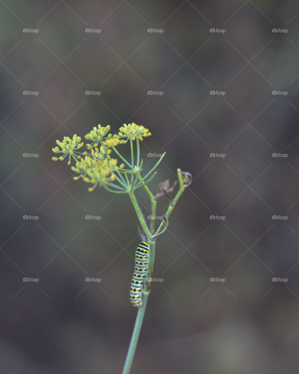 Caterpillar creeping up a wild fennel stem