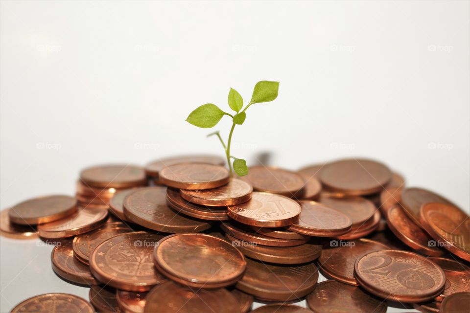 money currancy wealth savings growibg plant